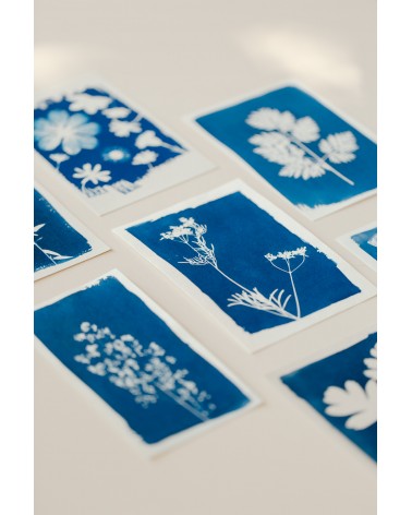 La box N°8 : Le Cyanotype