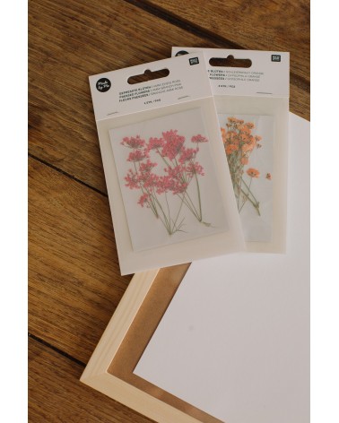 La box N°32 : Herbier de fleurs pressées sous cadre